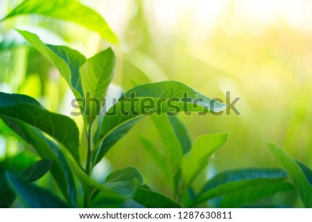 Close up leaves. Summer concept for background purpose.