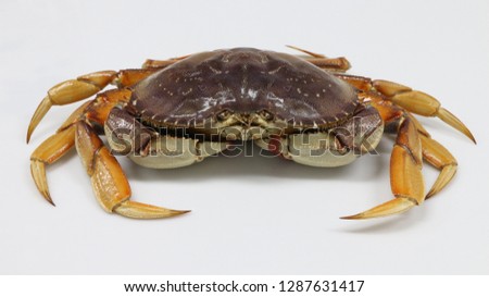 front view of Dungeness crab Royalty-Free Stock Photo #1287631417