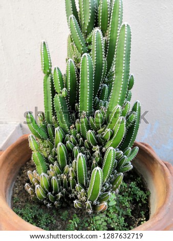 Green Cactus on the Clay Pot