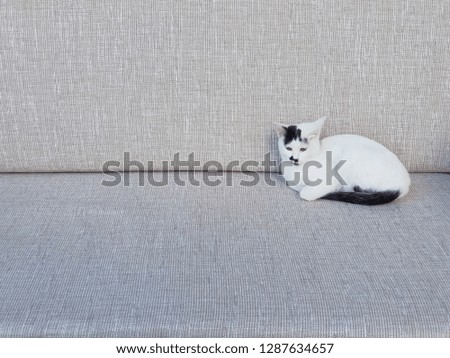 A white and black cat sitting on sofa, relaxation concept.