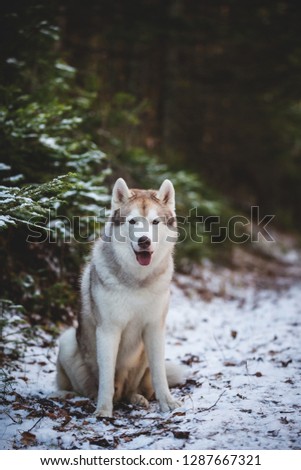 Portrait of cute and free Siberian Husky dog sitting on the snow in front of fir-tree in the winter forest