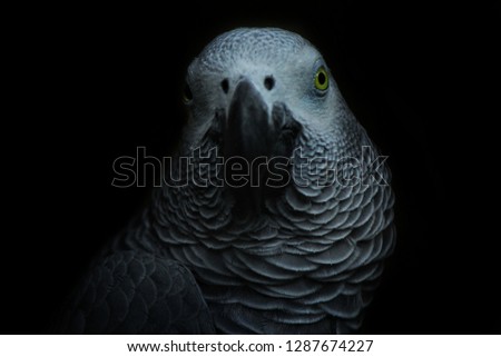 Grey Parrot in the dark