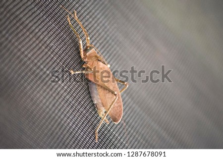 Large brown insect or cricket like bug on a wire metal screen. The creature looks like a leaf in disguise. It's an exotic bug seen in the tropical amazon rainforest. On vacation cabin window screen. 