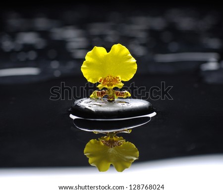 still life with yellow orchid on pebble reflection