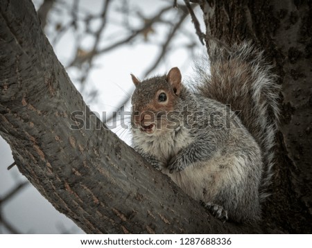 Eastern gray squirrel eating a nut in a tree in winter.