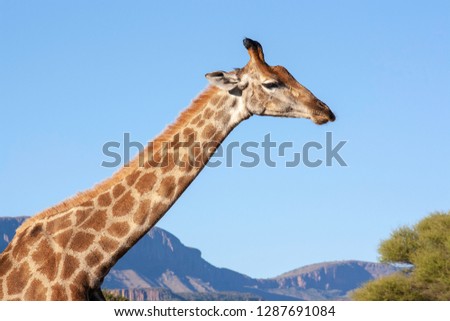 Giraffe in the savannah - South Africa