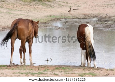 Wild Horses near waterhole enjoy drinking and bathing on a hot day