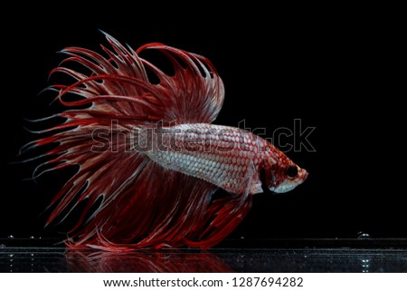 Siamese fighting fish ,Crowntail, red fish on a black background, Halfmoon Betta.