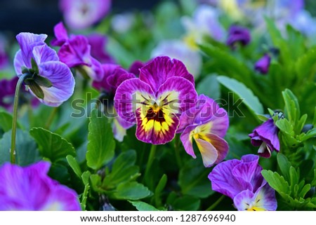 Colorful viola flowers in full bloom