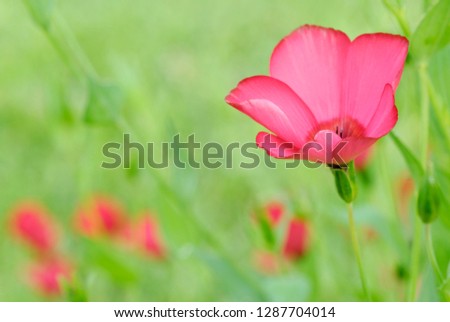 Red garden flower from the poppy family 