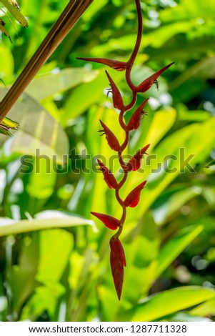 Close up of a Heliconia flower in Cairns, Queensland