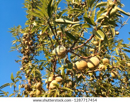 Yellow ripe fruit among the leaves. Almonds ripening on the tree under the sun of Spain. EU fruit industry. Contrast of natural colors of the leaves and the calm blue sky. Nutritious natural food.