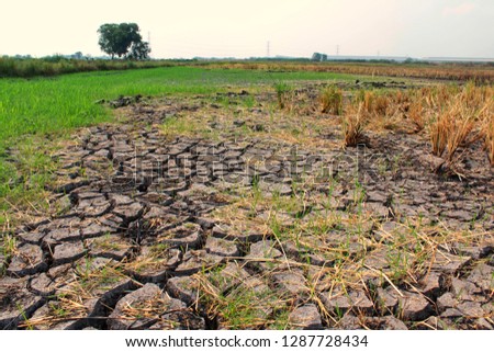 Drought conditions after entering the summer Causing the soil to crack and dry