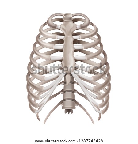 Vector realistic medical illustration of human rib cage isolated on white background, front view Royalty-Free Stock Photo #1287743428
