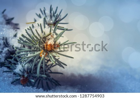 Detail of fir tree twig in bud covered by snow with blured light sparkles in background with copy space. Shallow depth of field.