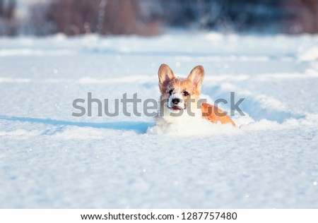 small the red-haired puppy of the corgi is playing fun in the white snow, smearing his nose and face in the winter park on a sunny day