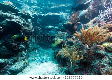 Beautiful coral reef in caribbean sea, Mexico