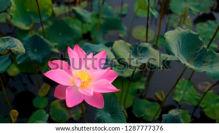 Pink lotus flower or water lily background design. Stock photo of closeup a beautiful pink lotus flower is blooming. The background is the pink lotus flowers and yellow lotus bud in a pond in sunshine