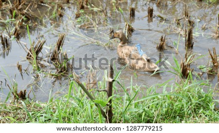 ducks grazed in the fields