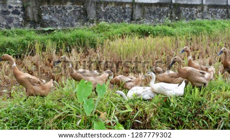 ducks grazed in the fields
