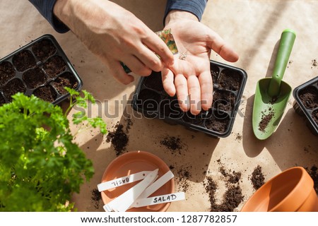 gardening, planting at home. man sowing seeds in germination box Royalty-Free Stock Photo #1287782857