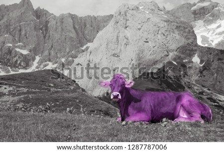 Purple cow in Alps