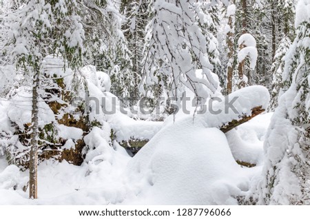 Fallen snow-covered trees in the forest in winter. Russia, 2019