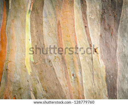 Eucalyptus deglupta tree bark texture Royalty-Free Stock Photo #128779760