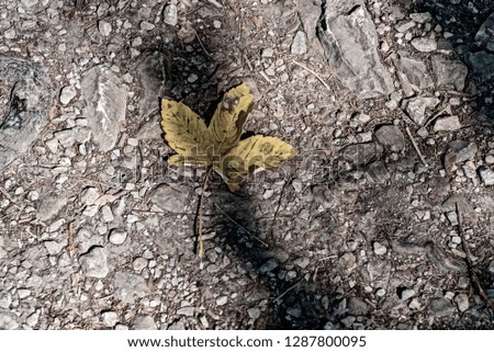 Maple leaf in the woods