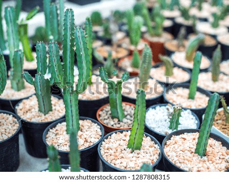 Close-up green cactus plants on gravel in black plastic pots.