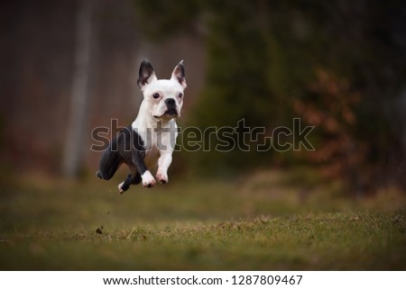 Dog is running abouve the meadow. Boston terrier is running and jumping. 