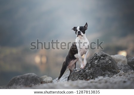 Dog is posing on a rock at the lake. Boston terrier obedient. 