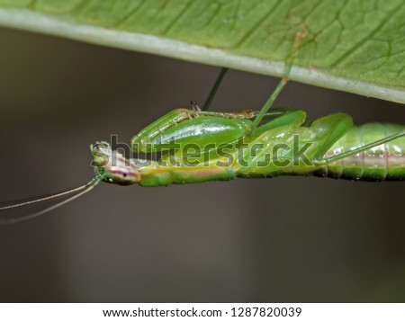 Macro Photography of Praying Mantis on Green Leaf