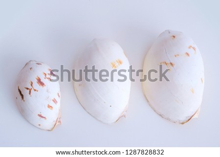 Sea shell isolated on a white background.Studio shot. Close up.