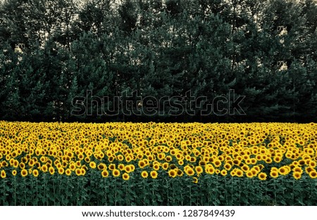 Sunflowers and a forest