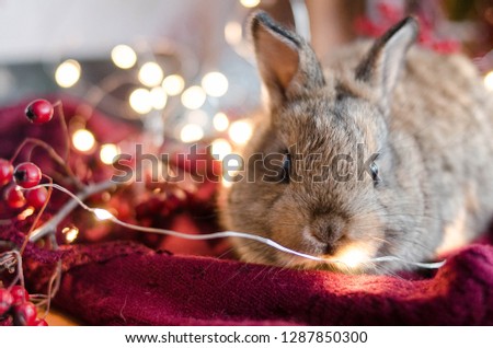 Cute rabbit with lights in christmas style.