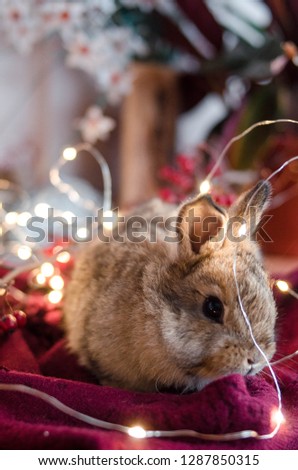 Cute rabbit with lights in christmas style.