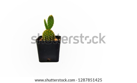 Small cute plant of cactus in pot  isolated on white background by front view