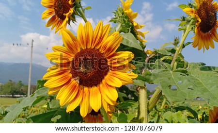 Sunflower blooming at flowers festival garden in northern Thailand fresh and clean zone on Saturday morning winter 
