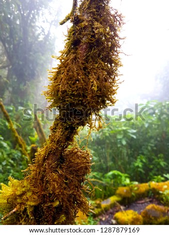 Moss and fern plant coverd on tree trunk at Doi Inthanon National Park, Chiang Mai