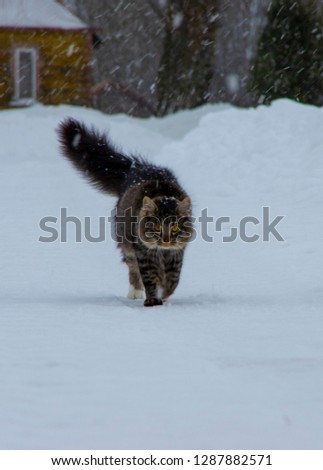 My cat's winter walk