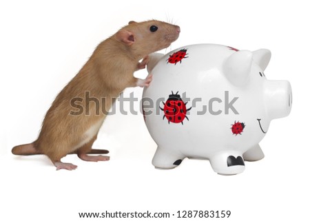 Symbols of the new year 2019 - 2020. Golden rat pushes a pig bank on a white isolated background