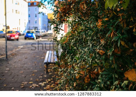 View of the city street with bench and green leaves