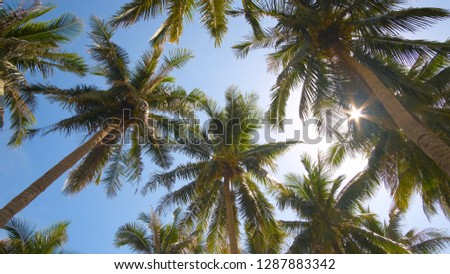 Coconut trees or palm tree. Royalty high-quality free stock photo image of coconut trees or palm tree with view up or bottom view in sunshine.  Lush green foliage, coconut trees, sunlight upper view