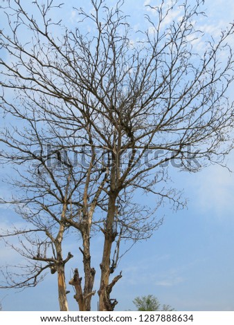  Dry tree on sky background.                              
