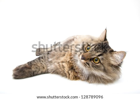 Studio shot of relaxing Persian Cat