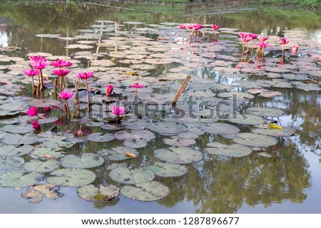 Water Lily Flowers