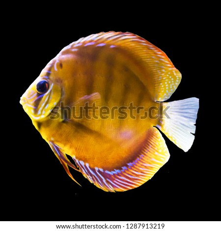 Tropical striped freshwater fish in an aquarium. Isolated photo on black background.Such fish like to draw children, artists and website designers.