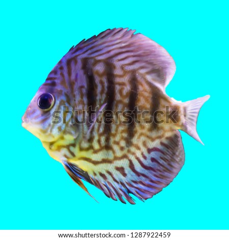 Tropical striped freshwater fish in an aquarium. Isolated photo on blue background.Such fish like to draw children, artists and website designers.