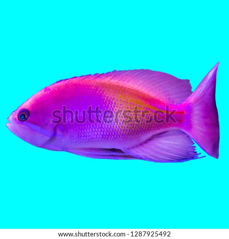 Red tropical fish from the Indian Ocean. Pseudanthias .Isolated photo on blue background. Website about nature ,aquarium fish, life in the ocean .